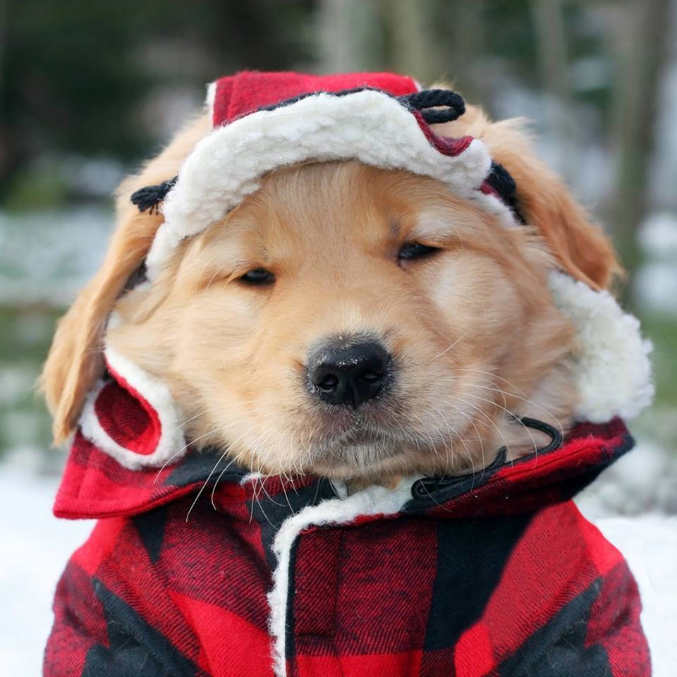 cute adorable puppy lumberjack winter cold christmas holiday 2016