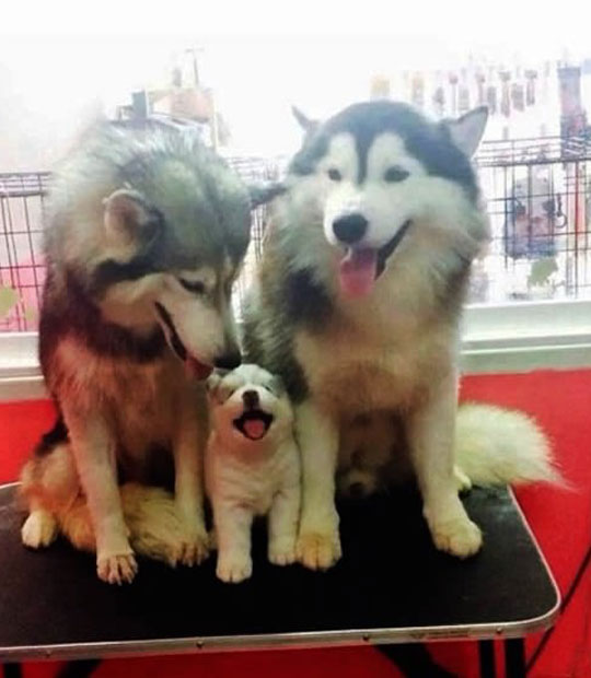 family husky