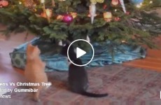 kittens versus vs christmas tree happy holidays merry christmas cute adorable animals funny decorations