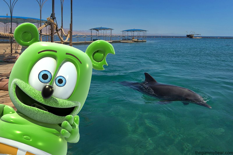 dolphin reef, israel, gummy bear song, hebrew, hebrew language, hebrew music, hebrew childrens music, hebrew kids music, i am a gummy bear, the gummy bear song, animated, cartoon, youtube, youtuber, 