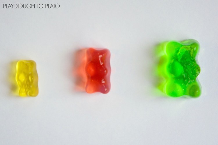 gummy bears growing science experiment