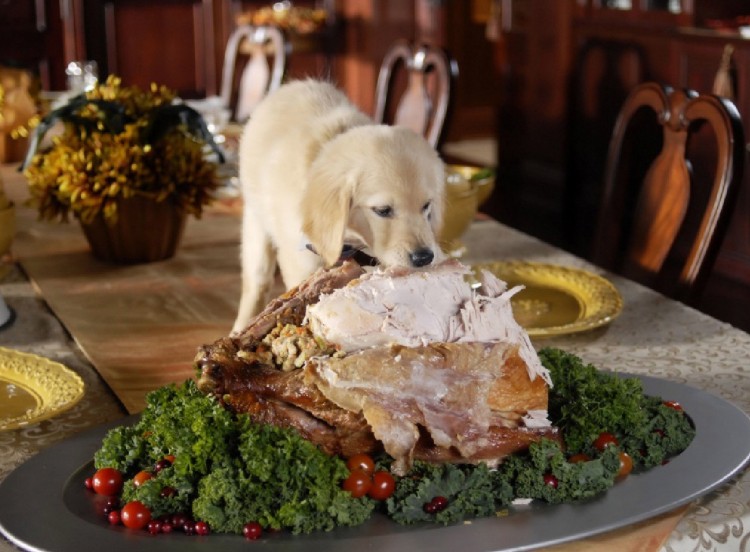 puppy funny cute thanksgiving turkey dinner holiday 2016 adorable food