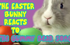 easter bunny reacts to the gummy bear song